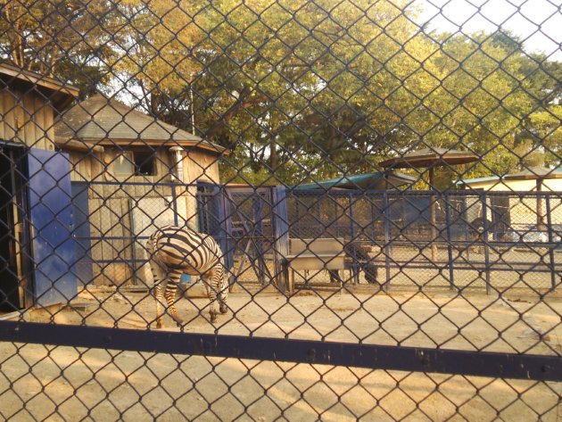達城公園内にある動物園にいるシマウマ（2015年10月撮影）